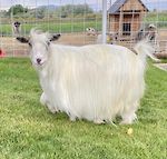  Bells Goats Diva 