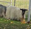  Bells Goats Precious 