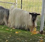  Bells Goats Precious 