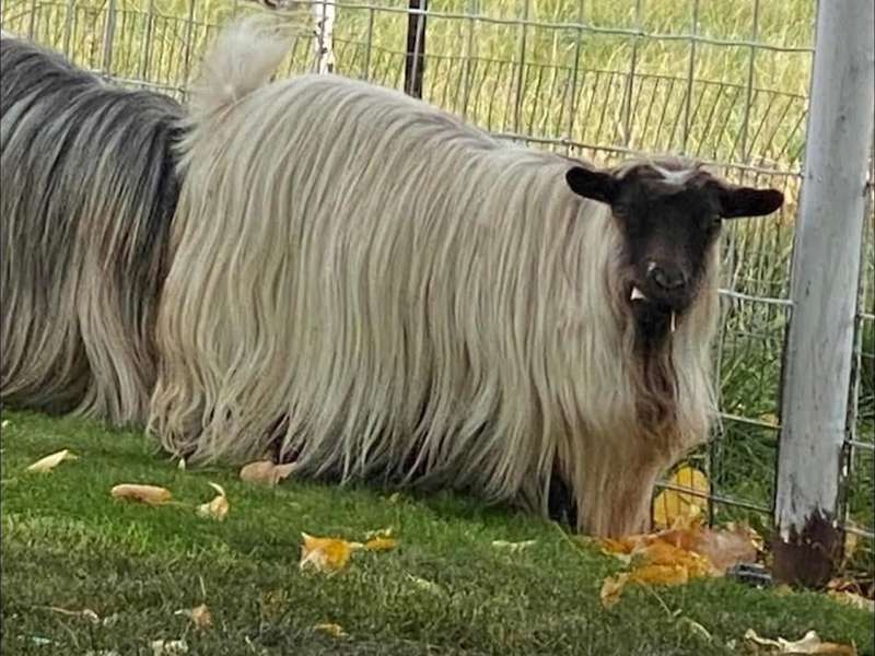 Bells Goats Precious