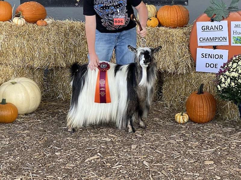 MCH Bells Goats Tink