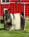  MCH Bells Goats Tink 