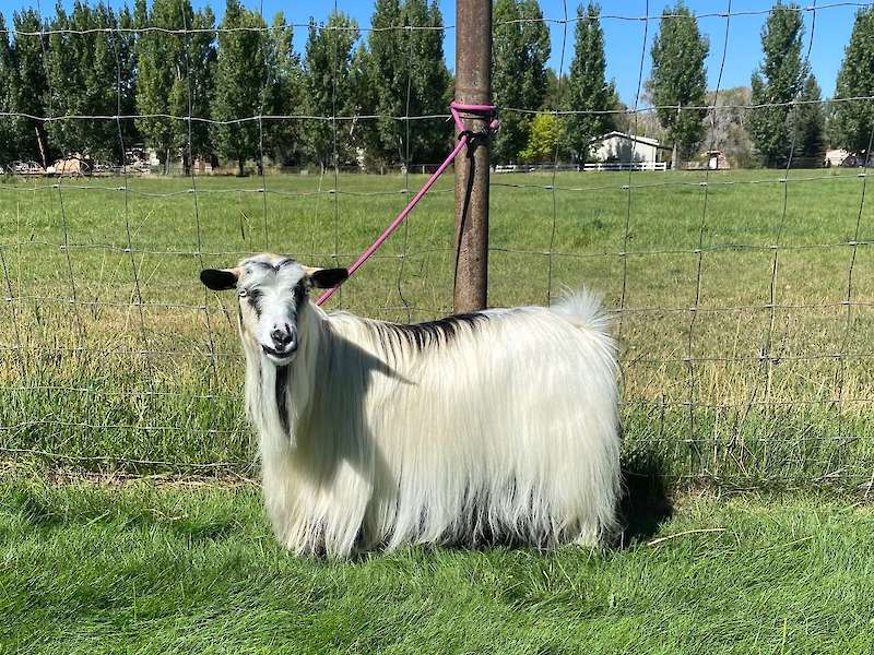 MCH Bells Goats Elsa