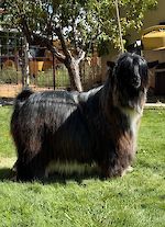  Ahsum Acres Dirty Hairy 