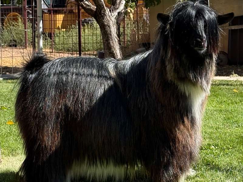Ahsum Acres Dirty Hairy