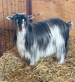  Ahsum Acres I Dream Of Jeannie 