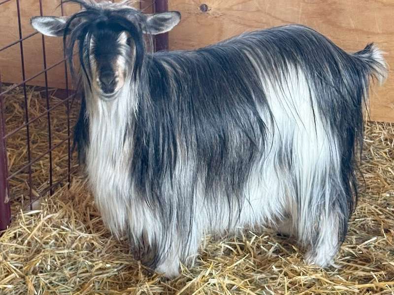 Ahsum Acres I Dream Of Jeannie