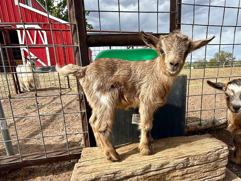 V19 Doeling